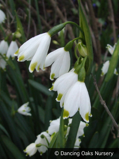 Bulbs & Tubers ~ Leucojum aestivum 'Gravetye Giant', Summer Snowflake ~ Dancing Oaks Nursery and Gardens ~ Retail Nursery ~ Mail Order Nursery
