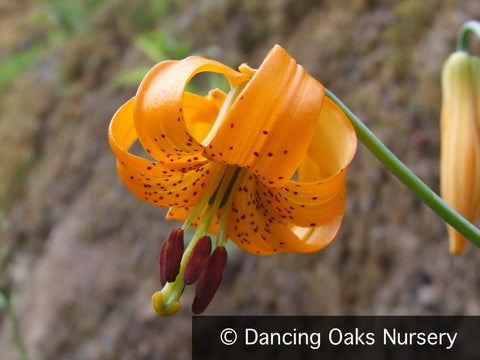 Bulbs & Tubers ~ Lilium columbianum, Tiger Lily ~ Dancing Oaks Nursery and Gardens ~ Retail Nursery ~ Mail Order Nursery
