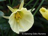 Bulbs & Tubers ~ Narcissus bulbicodium 'Spoirot', Hoop Petticoat Daffodil ~ Dancing Oaks Nursery and Gardens ~ Retail Nursery ~ Mail Order Nursery