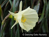 Bulbs & Tubers ~ Narcissus bulbicodium 'Spoirot', Hoop Petticoat Daffodil ~ Dancing Oaks Nursery and Gardens ~ Retail Nursery ~ Mail Order Nursery