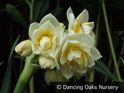 Bulbs & Tubers ~ Narcissus 'Erlicheer', Double Daffodil ~ Dancing Oaks Nursery and Gardens ~ Retail Nursery ~ Mail Order Nursery