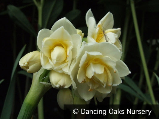 Bulbs & Tubers ~ Narcissus 'Erlicheer', Double Daffodil ~ Dancing Oaks Nursery and Gardens ~ Retail Nursery ~ Mail Order Nursery