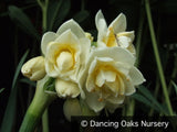 Bulbs & Tubers ~ Narcissus 'Erlicheer', Daffodil ~ Dancing Oaks Nursery and Gardens ~ Retail Nursery ~ Mail Order Nursery