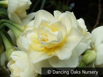 Bulbs & Tubers ~ Narcissus 'Erlicheer', Double Daffodil ~ Dancing Oaks Nursery and Gardens ~ Retail Nursery ~ Mail Order Nursery