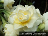 Bulbs & Tubers ~ Narcissus 'Erlicheer', Daffodil ~ Dancing Oaks Nursery and Gardens ~ Retail Nursery ~ Mail Order Nursery