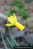 Bulbs & Tubers ~ Narcissus 'Rapture', Daffodil ~ Dancing Oaks Nursery and Gardens ~ Retail Nursery ~ Mail Order Nursery