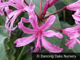 Bulbs & Tubers ~ Nerine x bowdenii 'Wayne's Pink', Guernsey Lily ~ Dancing Oaks Nursery and Gardens ~ Retail Nursery ~ Mail Order Nursery