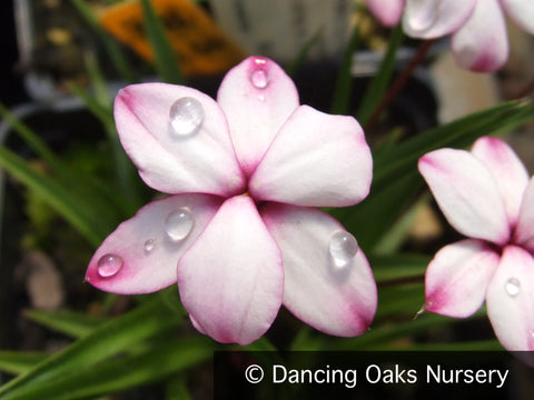 Bulbs & Tubers ~ Rhodohypoxis baurii 'Pintado', Rosy Posy ~ Dancing Oaks Nursery and Gardens ~ Retail Nursery ~ Mail Order Nursery