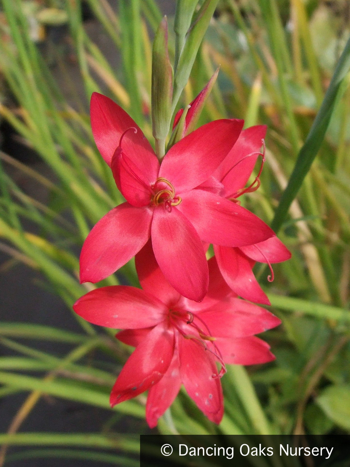 Bulbs & Tubers ~ Schizostylis (Hesperantha) coccinea, Cape Lily or Crimson Flag ~ Dancing Oaks Nursery and Gardens ~ Retail Nursery ~ Mail Order Nursery
