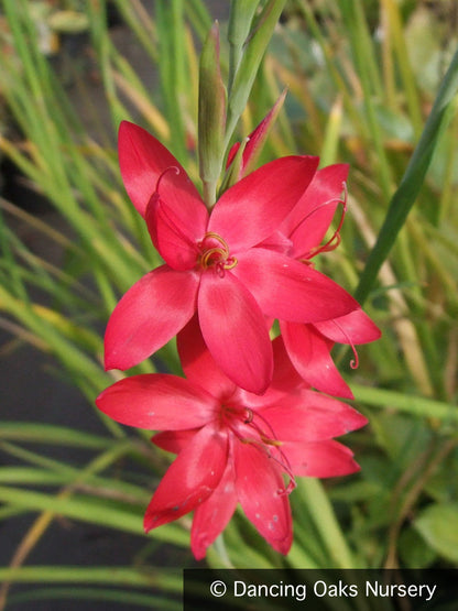 Bulbs & Tubers ~ Schizostylis (Hesperantha) coccinea, Cape Lily or Crimson Flag ~ Dancing Oaks Nursery and Gardens ~ Retail Nursery ~ Mail Order Nursery