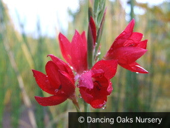 Bulbs & Tubers ~ Schizostylis (Hesperantha) coccinea, Cape Lily or Crimson Flag ~ Dancing Oaks Nursery and Gardens ~ Retail Nursery ~ Mail Order Nursery