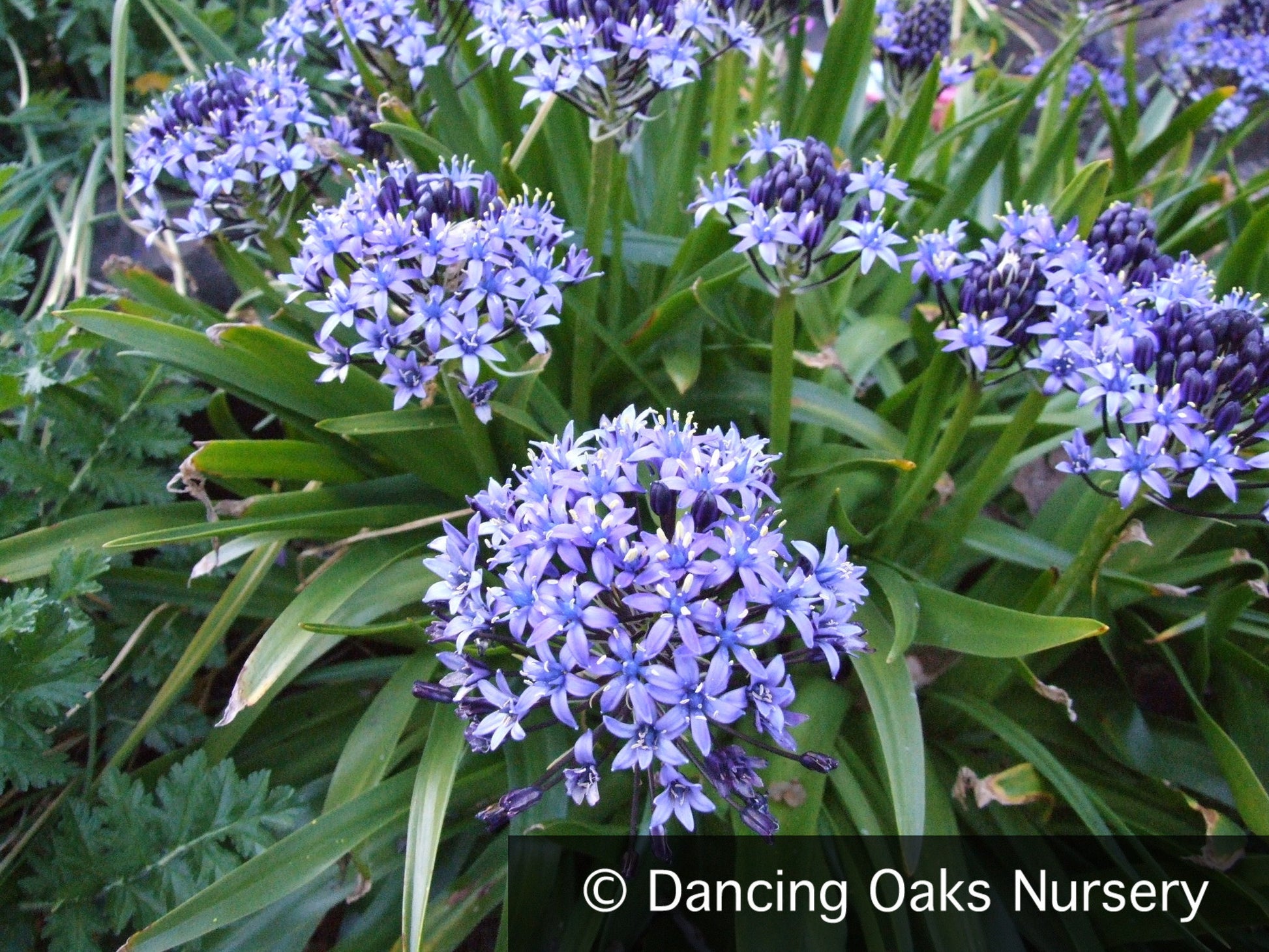 Bulbs & Tubers ~ Scilla peruviana, Portuguese Squill ~ Dancing Oaks Nursery and Gardens ~ Retail Nursery ~ Mail Order Nursery