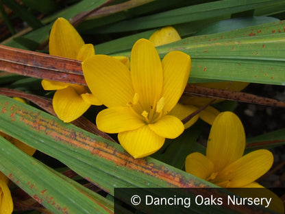 Bulbs & Tubers ~ Sternbergia lutea, Winter Daffodil ~ Dancing Oaks Nursery and Gardens ~ Retail Nursery ~ Mail Order Nursery