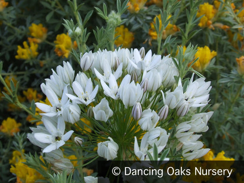 Bulbs & Tubers ~ Triteleia hyacinthina, Fool's Onion ~ Dancing Oaks Nursery and Gardens ~ Retail Nursery ~ Mail Order Nursery