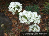 Bulbs & Tubers ~ Triteleia hyacinthina, Fool's Onion ~ Dancing Oaks Nursery and Gardens ~ Retail Nursery ~ Mail Order Nursery