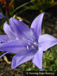 Bulbs & Tubers ~ Triteleia laxa 'Queen Fabiola', syn. Brodiea 'Q.F.' ~ Dancing Oaks Nursery and Gardens ~ Retail Nursery ~ Mail Order Nursery