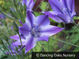 Bulbs & Tubers ~ Triteleia laxa 'Rudy' ~ Dancing Oaks Nursery and Gardens ~ Retail Nursery ~ Mail Order Nursery