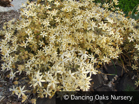 Bulbs & Tubers ~ Triteleia 'Starlight' ~ Dancing Oaks Nursery and Gardens ~ Retail Nursery ~ Mail Order Nursery