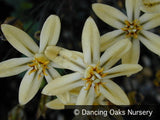 Bulbs & Tubers ~ Triteleia 'Starlight' ~ Dancing Oaks Nursery and Gardens ~ Retail Nursery ~ Mail Order Nursery