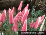 Bulbs & Tubers ~ Tulipa clusiana 'Lady Jane', Lady Tulip ~ Dancing Oaks Nursery and Gardens ~ Retail Nursery ~ Mail Order Nursery