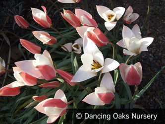 Bulbs & Tubers ~ Tulipa clusiana 'Lady Jane', Lady Tulip ~ Dancing Oaks Nursery and Gardens ~ Retail Nursery ~ Mail Order Nursery