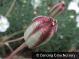 Bulbs & Tubers ~ Tulipa clusiana 'Lady Jane', Lady Tulip ~ Dancing Oaks Nursery and Gardens ~ Retail Nursery ~ Mail Order Nursery