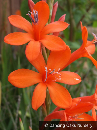 Bulbs & Tubers ~ Watsonia angusta, Bugle Flower ~ Dancing Oaks Nursery and Gardens ~ Retail Nursery ~ Mail Order Nursery