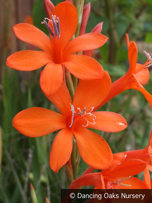 Bulbs & Tubers ~ Watsonia angusta, Bugle Flower ~ Dancing Oaks Nursery and Gardens ~ Retail Nursery ~ Mail Order Nursery
