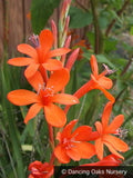 Bulbs & Tubers ~ Watsonia angusta, Bugle Flower ~ Dancing Oaks Nursery and Gardens ~ Retail Nursery ~ Mail Order Nursery