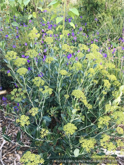 Shrubs ~ Bupleurum fruticosum, Shrubby Hare's Ear ~ Dancing Oaks Nursery and Gardens ~ Retail Nursery ~ Mail Order Nursery