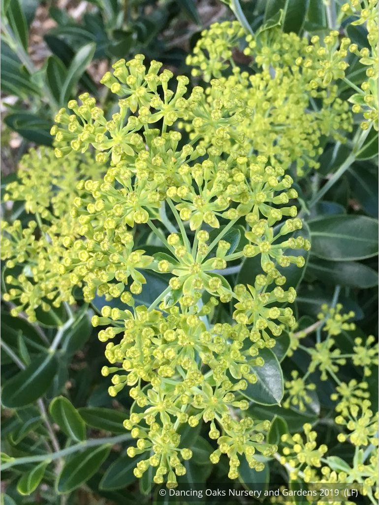 Shrubs ~ Bupleurum fruticosum, Shrubby Hare's Ear ~ Dancing Oaks Nursery and Gardens ~ Retail Nursery ~ Mail Order Nursery