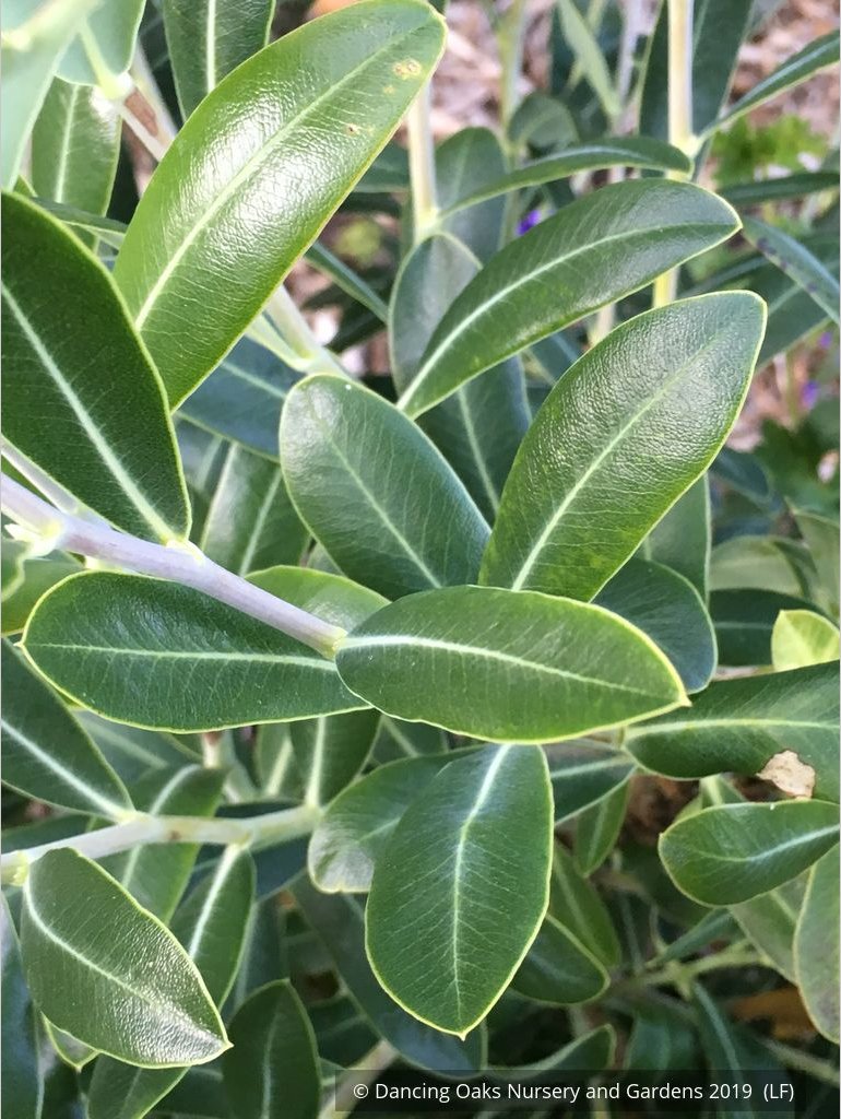 Shrubs ~ Bupleurum fruticosum, Shrubby Hare's Ear ~ Dancing Oaks Nursery and Gardens ~ Retail Nursery ~ Mail Order Nursery