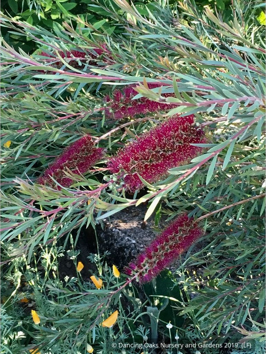 Shrubs ~ Callistemon pallidus 'Eleanor', Bottlebrush ~ Dancing Oaks Nursery and Gardens ~ Retail Nursery ~ Mail Order Nursery
