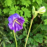 Perennials ~ Campanula persicifolia 'Blue Bloomers', Bellflower ~ Dancing Oaks Nursery and Gardens ~ Retail Nursery ~ Mail Order Nursery