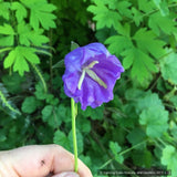 Perennials ~ Campanula persicifolia 'Blue Bloomers', Bellflower ~ Dancing Oaks Nursery and Gardens ~ Retail Nursery ~ Mail Order Nursery