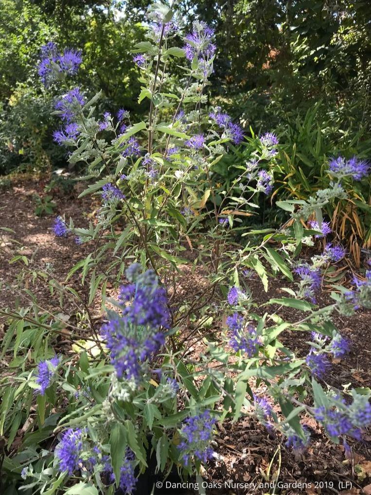 Shrubs ~ Caryopteris × clandonensis 'Longwood Blue', Bluebeard ~ Dancing Oaks Nursery and Gardens ~ Retail Nursery ~ Mail Order Nursery
