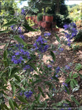Shrubs ~ Caryopteris × clandonensis 'Longwood Blue', Bluebeard ~ Dancing Oaks Nursery and Gardens ~ Retail Nursery ~ Mail Order Nursery