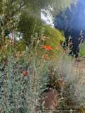 Perennials ~ Epilobium (syn Zauschneria) canum 'Catalina', California Fuchsia or Hummingbird Trumpet ~ Dancing Oaks Nursery and Gardens ~ Retail Nursery ~ Mail Order Nursery