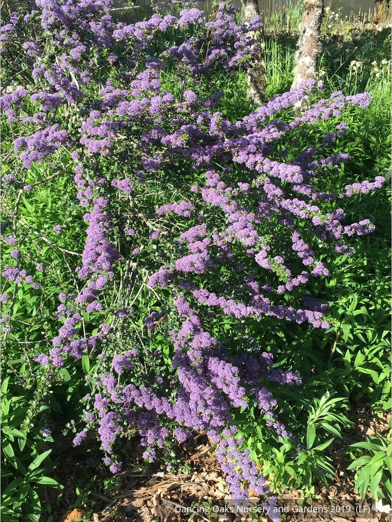 Shrubs ~ Ceanothus 'Blue Jeans', California Lilac ~ Dancing Oaks Nursery and Gardens ~ Retail Nursery ~ Mail Order Nursery