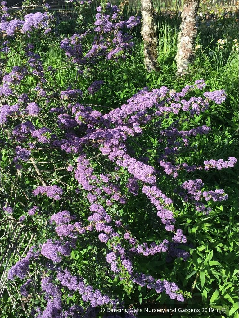 Shrubs ~ Ceanothus 'Blue Jeans', California Lilac ~ Dancing Oaks Nursery and Gardens ~ Retail Nursery ~ Mail Order Nursery
