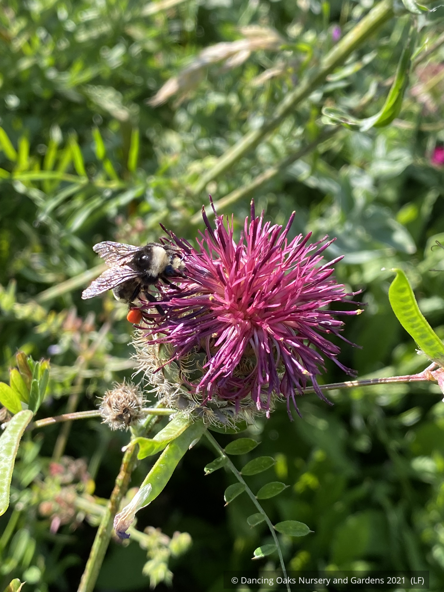 Centaurea atropurpurea, Red Knapweed