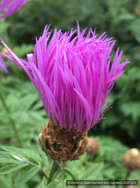 Perennials ~ Centaurea dealbata, Persian Cornflower ~ Dancing Oaks Nursery and Gardens ~ Retail Nursery ~ Mail Order Nursery
