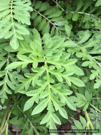 Perennials ~ Centaurea dealbata, Persian Cornflower ~ Dancing Oaks Nursery and Gardens ~ Retail Nursery ~ Mail Order Nursery