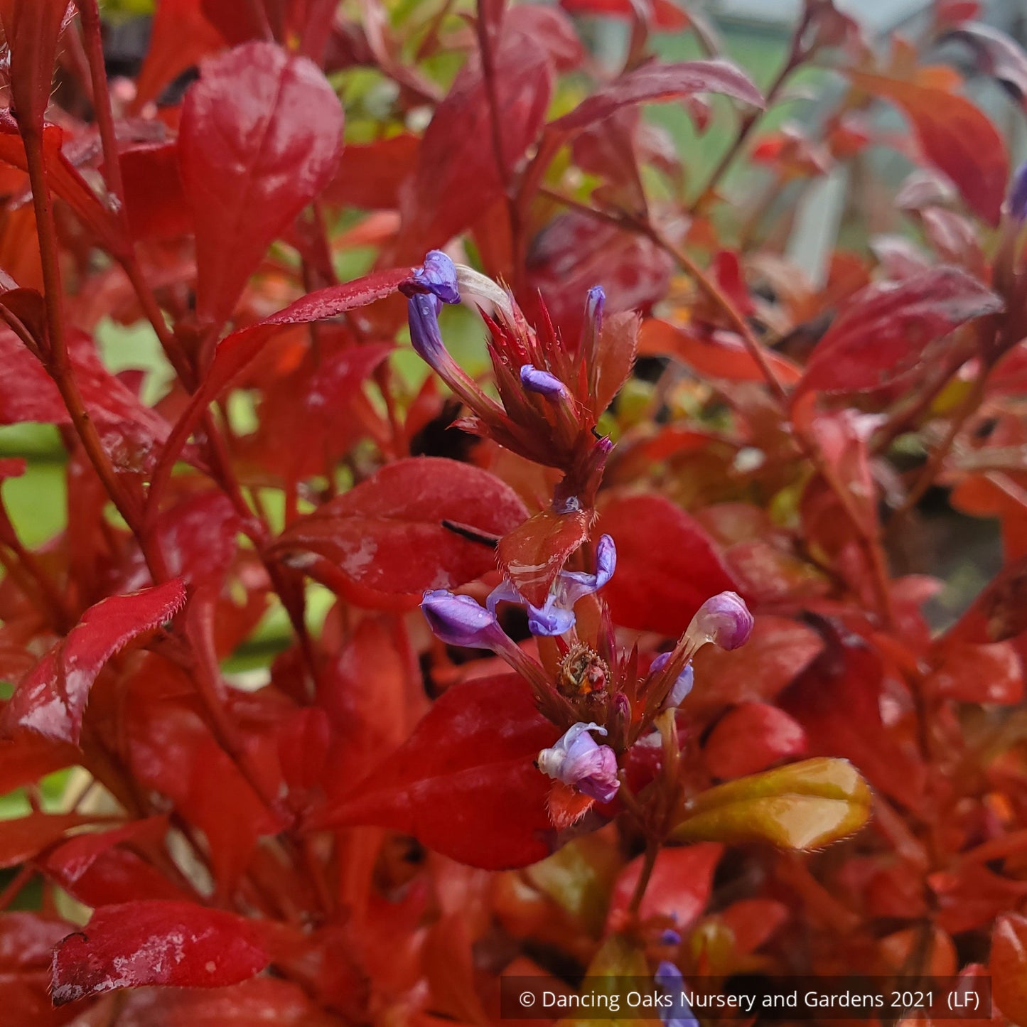 Ground Covers ~ Ceratostigma plumbaginoides, Plumbago ~ Dancing Oaks Nursery and Gardens ~ Retail Nursery ~ Mail Order Nursery