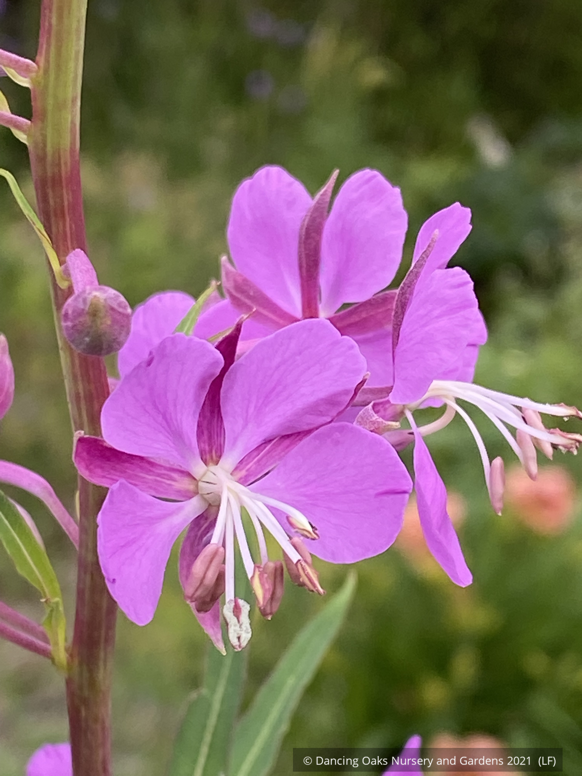 Perennials ~ Chamaenerion angustifolium, Fireweed  ~ Dancing Oaks Nursery and Gardens ~ Retail Nursery ~ Mail Order Nursery