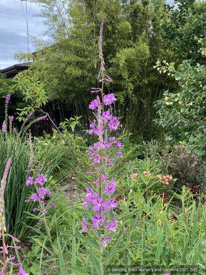 Perennials ~ Chamaenerion angustifolium, Fireweed ~ Dancing Oaks Nursery and Gardens ~ Retail Nursery ~ Mail Order Nursery