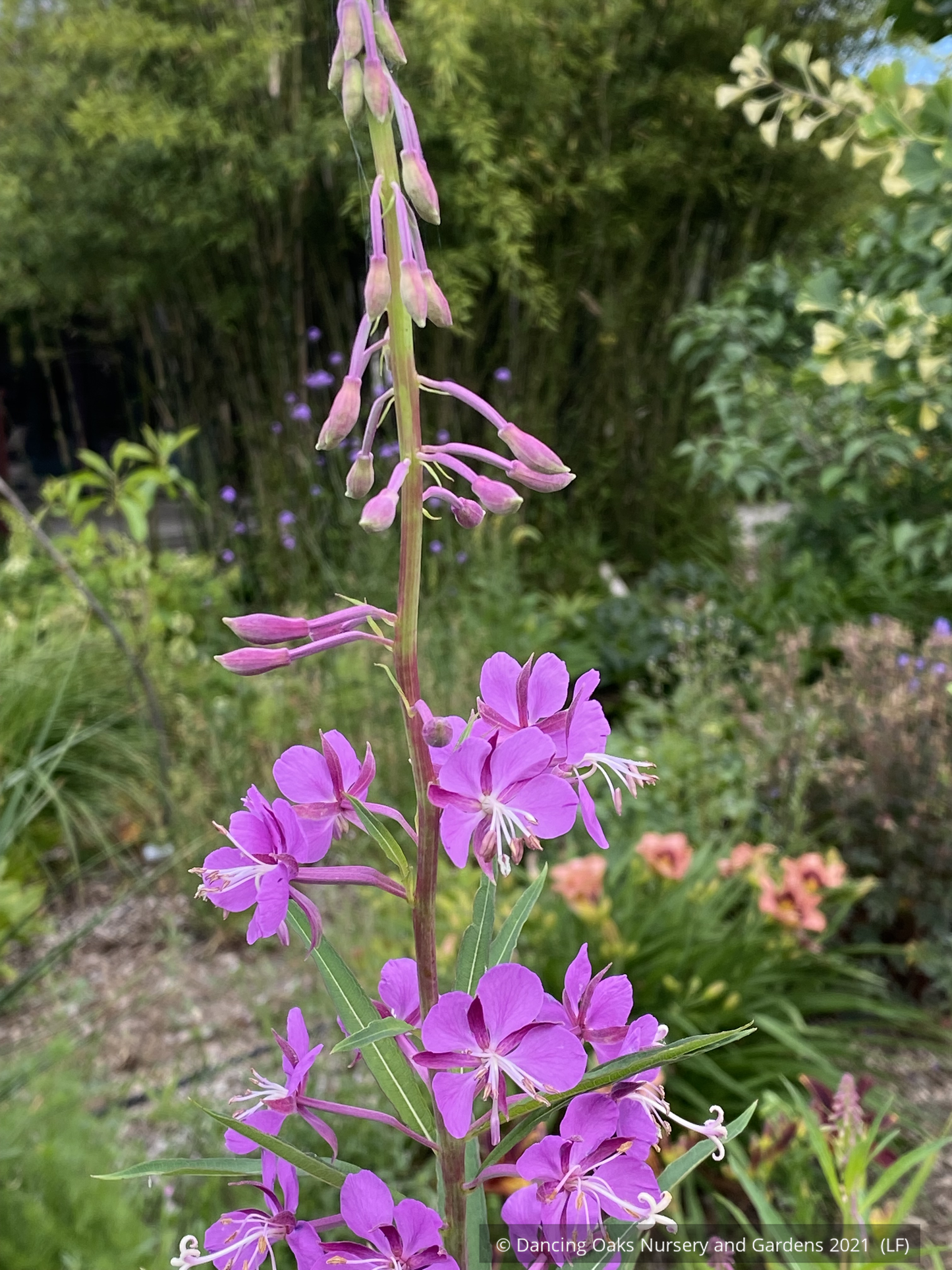 Perennials ~ Chamaenerion angustifolium, Fireweed ~ Dancing Oaks Nursery and Gardens ~ Retail Nursery ~ Mail Order Nursery