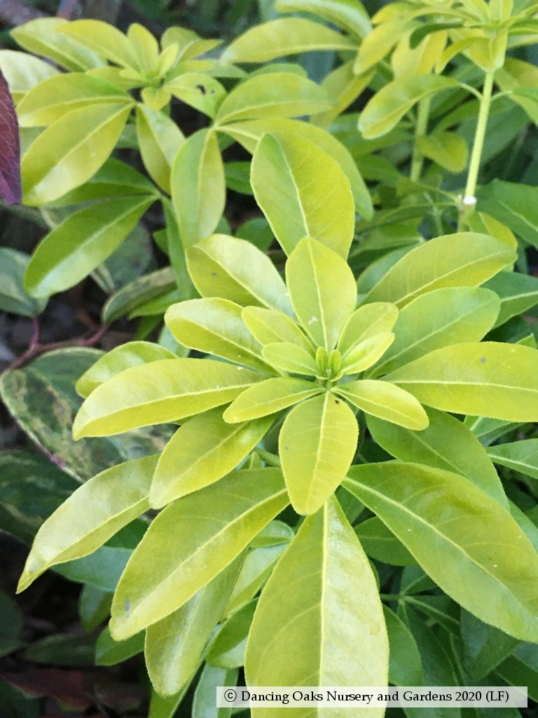 Shrubs ~ Choisya ternata 'Sundance', Mexican Orange ~ Dancing Oaks Nursery and Gardens ~ Retail Nursery ~ Mail Order Nursery