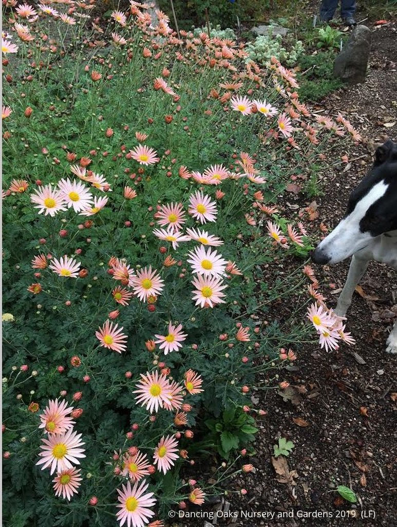 Perennials ~ Chrysanthemum 'Apricot' ~ Dancing Oaks Nursery and Gardens ~ Retail Nursery ~ Mail Order Nursery