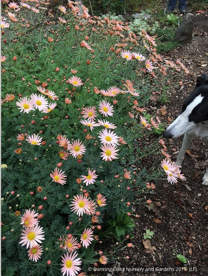 Perennials ~ Chrysanthemum 'Apricot' ~ Dancing Oaks Nursery and Gardens ~ Retail Nursery ~ Mail Order Nursery